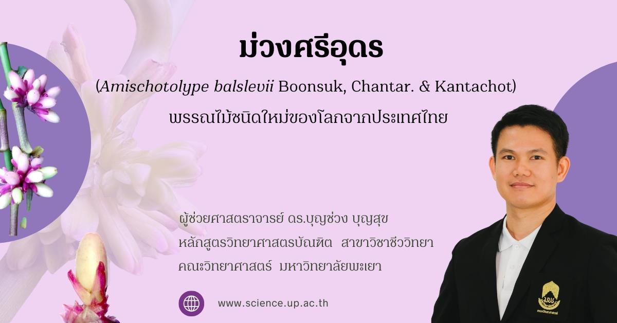 ม่วงศรีอุดร (Amischotolype balslevii Boonsuk, Chantar. & Kantachot) พรรณไม้ชนิดใหม่ของโลกจากประเทศไทย